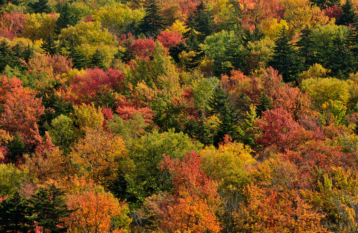 Hike up Mt. Cabot [230 mm, 1/125 sec at f / 13, ISO 400]